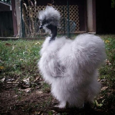 porcelain silkie|naked neck silkie.